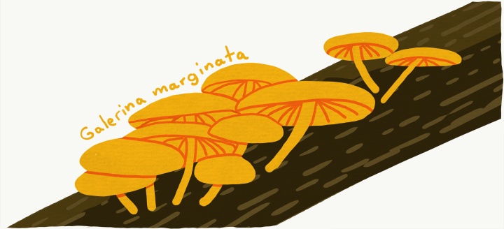 Galerina marginata - Autumn skullcap mushrooms
