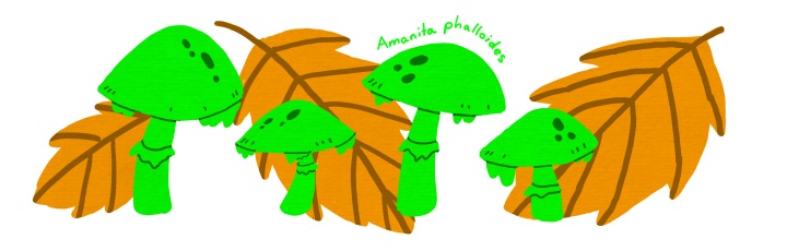 Amanita phalloides - Deathcap mushrooms