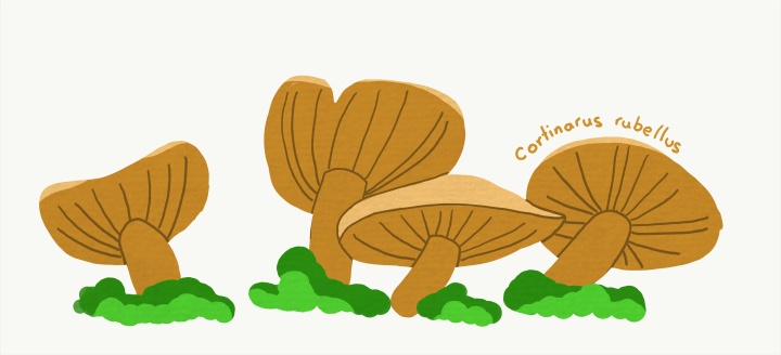 Cortinarius rubellus - Deadly webcap mushrooms